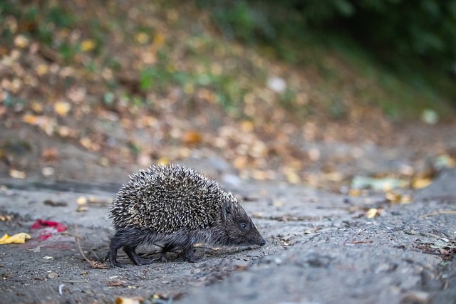 CBA第16輪本土最佳球員評選.